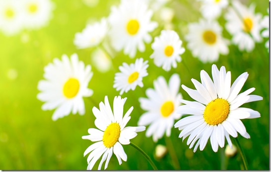 margaritas flores (23)