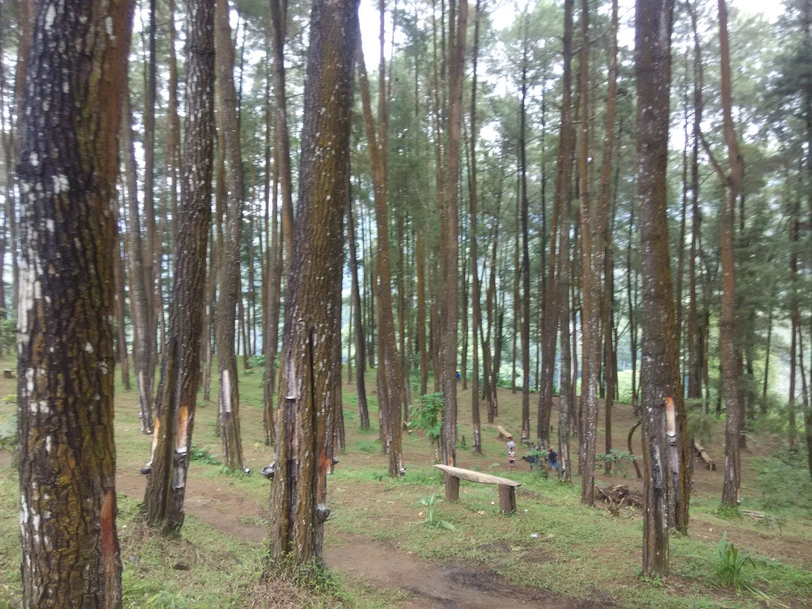 Sejarah Hutan Pinus Nongko Ijo Kridha Rakyat