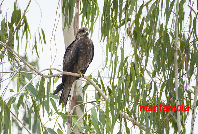 Black Eared Kite