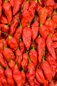 Bhut jolokia chilli before cutting