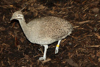 Elagant Crested Tinamou - Toronto Zoo