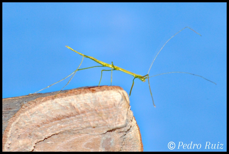 Ninfa L1 de Anarchodes annulipes, 1,5 cm de longitud