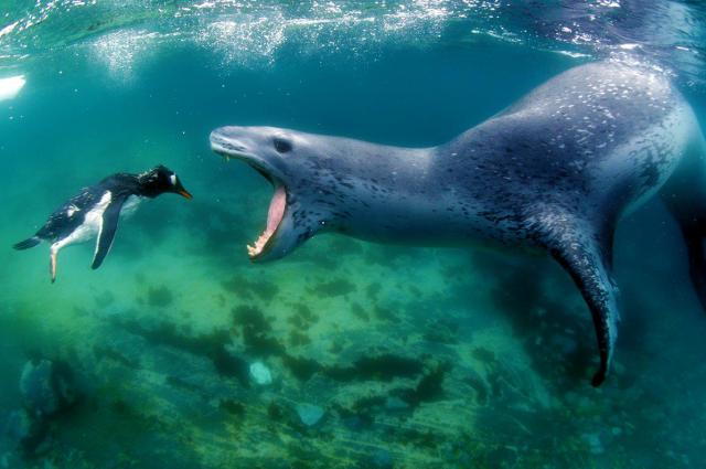 Penguin's final moments caught on camera