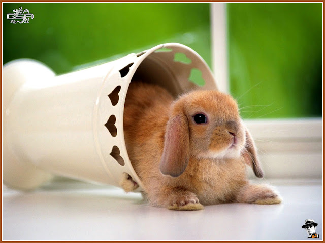 gambar kelinci lucu, foto kelinci, wallpaper kelinci