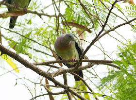 Pink-necked Green Pigeon - Singapore Botanic Gardens