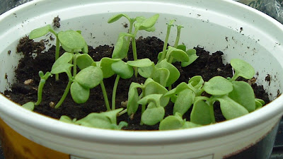 [Photo: Matthiola incana 'Vintage White' seedlings.]