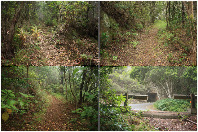 CRUZ DEL CARMEN - EL BATÁN -  CRUZ DEL CARMEN PR-TF-10 + PR-TF-11 + PR-TF-12, camino por la zona boscosa entre la carretera TF-143