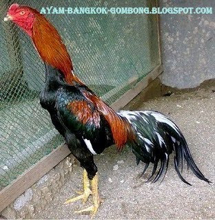 Ayam Bangkok Petarung