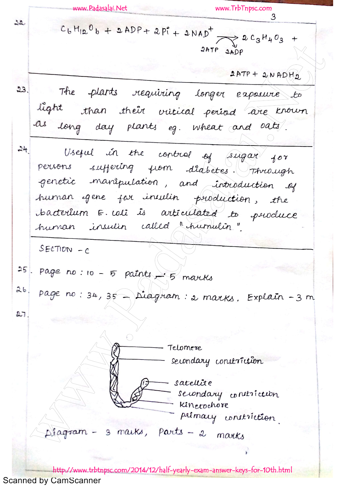 12th Bio-Botany | Half Yearly Exam Answer Key - English ...