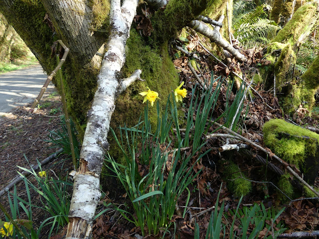 61: frilly yellow flowers