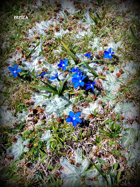Foto flores Estrella de las Nieves y Genciana de primavera. Sierra Nevada