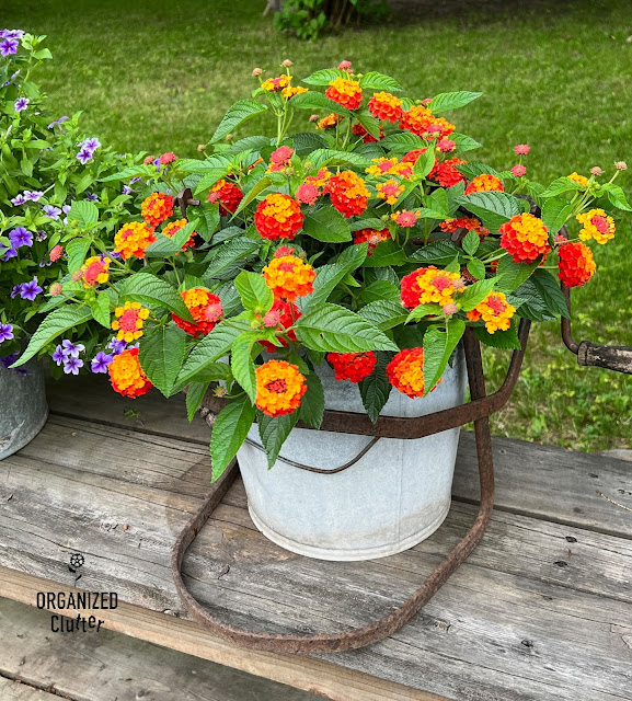 Photos of container garden at planting time & in July.