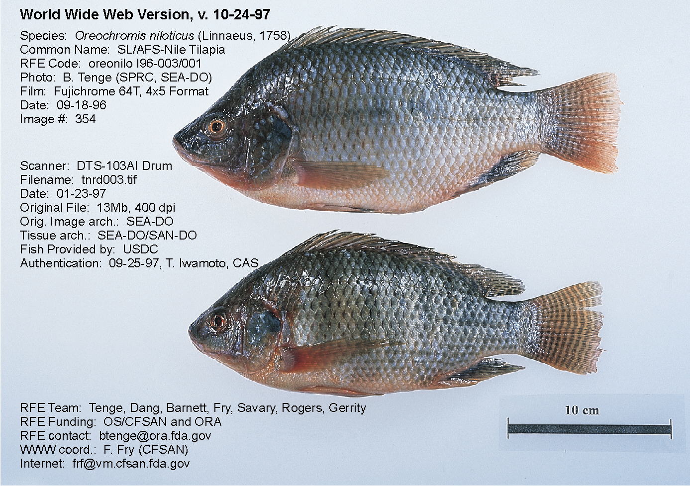 Ikan Nila  Budidaya Ikan  Ikan Hias  Resep Ikan 