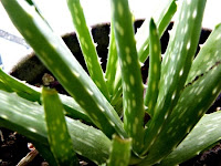 Lidah buaya merupakan tumbuhan hias yang ditanam di pekarangan rumah maupun dalam pot di te Manfaat Lidah Buaya untuk Kesehatan, Rambut dan Kulit Wajah