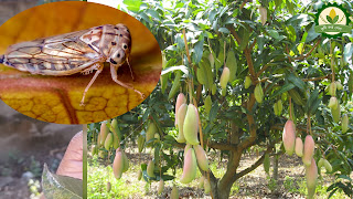 Mango Pest and Disease Management (আমের পোকা মাকড় ও রোগ বালাই দমন)