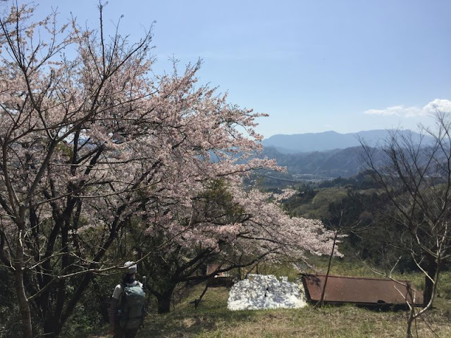 要害山を下り桜に遭遇