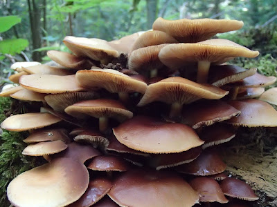 Łuszczak zmienny Kuehneromyces mutabilis