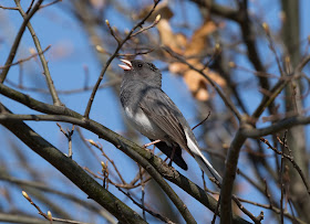 Dark-eyed Junco - Grayling Forest, Michigan, USA