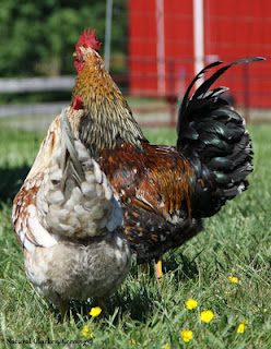 contoh ayam inseminasi buatan