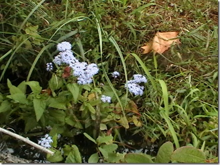IMGA0232