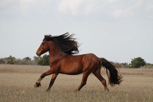 horse-wallpaper-riding