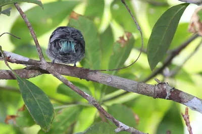 Verditer Flycatcher (Eumyias thalassina)