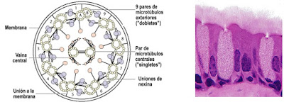 celulas ciliadas