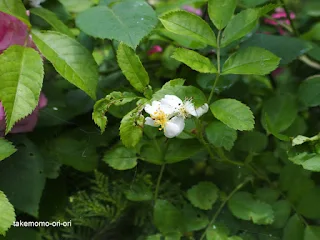 鳥の落し物のノイバラの花