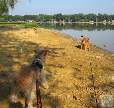 Bailey and Jada at the lake