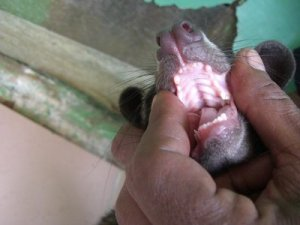 Musang yang hendak dipotong giginya