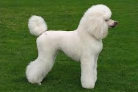 Caniche (poodle)