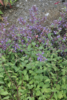 Menthe des chats - Nepeta cataria