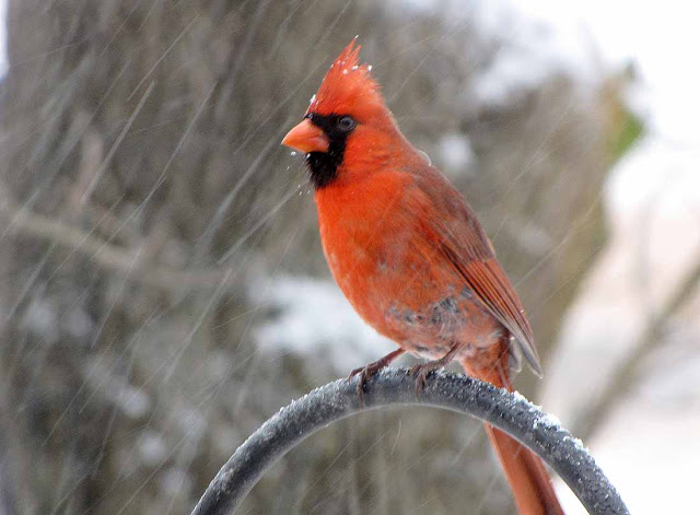 Cardinals Red Birds