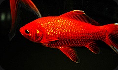something fishy in the library