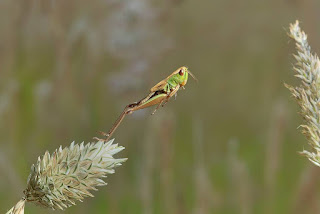 Grasshopper jumping, mid jump, flash photography,