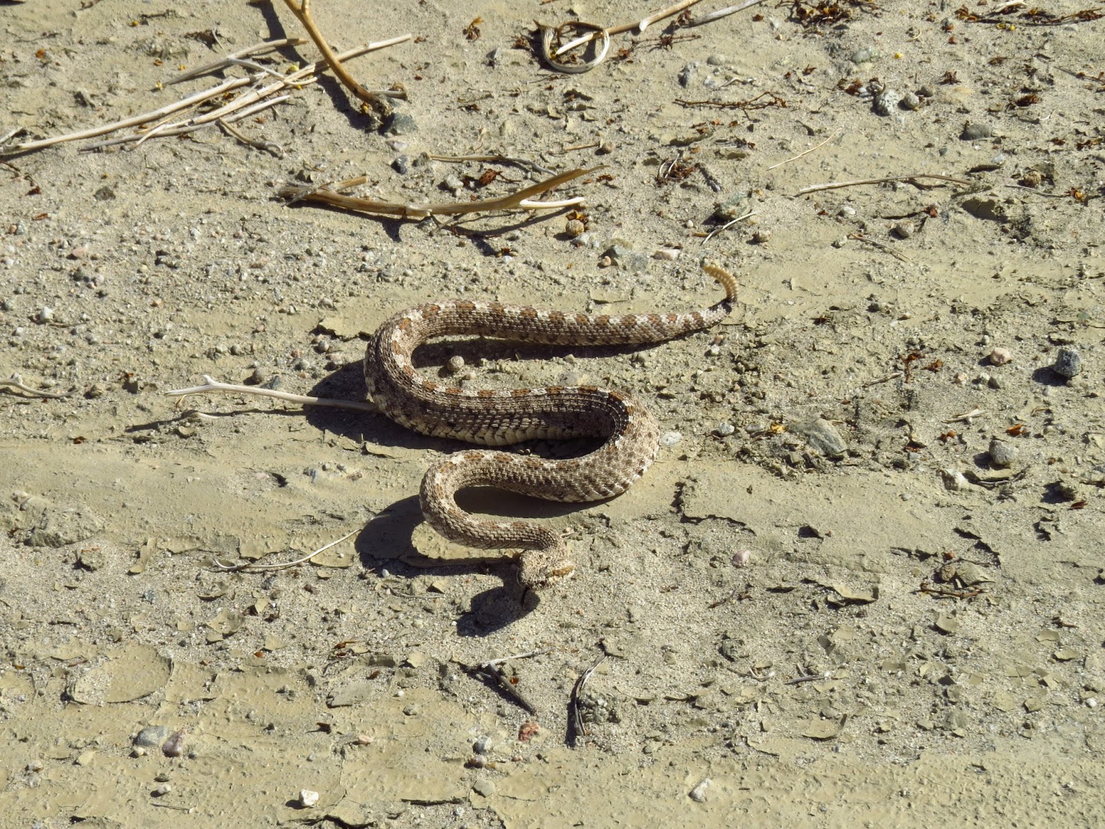 Palm Desert California, Sidewinder Snake at  Pushwalla Canyon Hike at the Coachella Valley Preserve