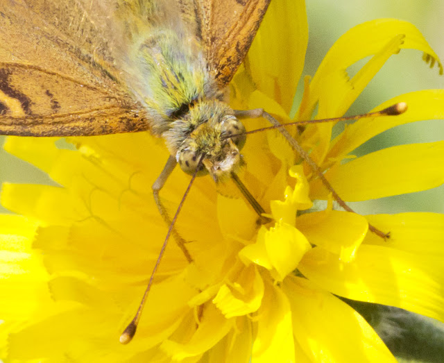 Closeup of Silver-Washed Fritillary, Argynnis paphia, on Rough Hawkbit, Leontodon hispidus, in Burnt Gorse in High Elms Country Park, 15 July 2011.