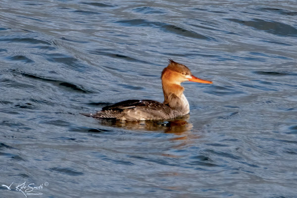 Red-breasted merganser