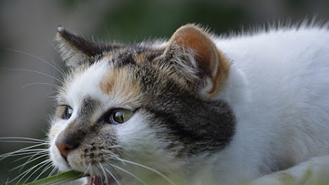 Alasan Utama Kucing Makan Rumput