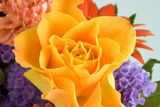 colorful roses - powerful web visuals