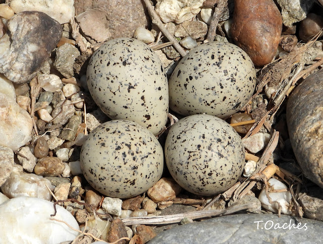 little ringed plover eggs
