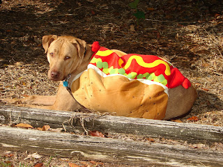 BUDDY, CANINE COUCH POTATO