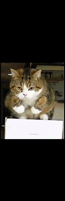 Art Cat GIF • Funny Maru jumping out of his big cardboard box in slow motion [ok-cats.com]