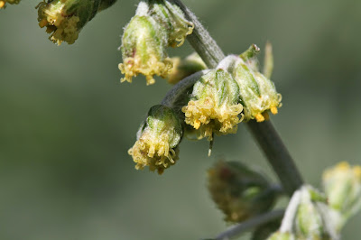 Artemisia ludoviciana (White Sagebrush, Gray Sagewort)