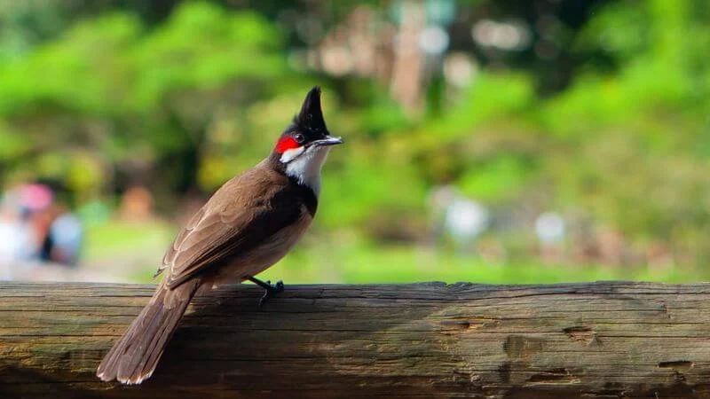 Beautiful Pictures of Bulbul Birds - Babui, Woodpecker, Sparrow, Tuntuni, Bulbul, Beautiful Bird Pictures - birds - NeotericIT.com