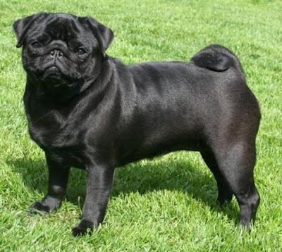 Razas de perros: Pug
