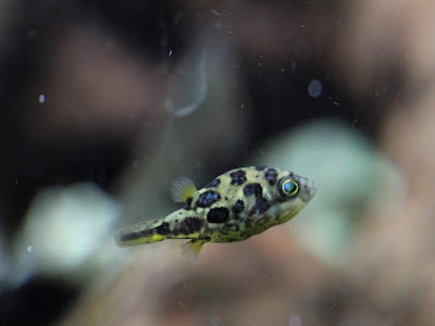 [最も好ましい] 水草 農薬 除去 水道水 358432-水草 農薬 除去 水道水