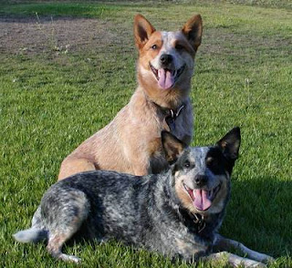 Australian Cattle Dog