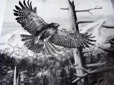 flying eagle drawing