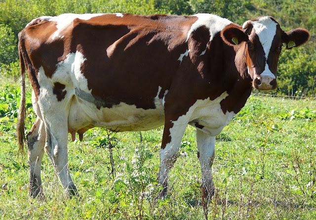 Cow essay in marathi  गाय निबंध मराठी